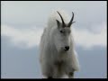 Capture de la vidéo Mountain Goats On Vertical Slopes
