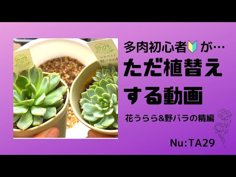 Nu Ta29 多肉初心者 年8月の多肉狩りまとめ Youtube