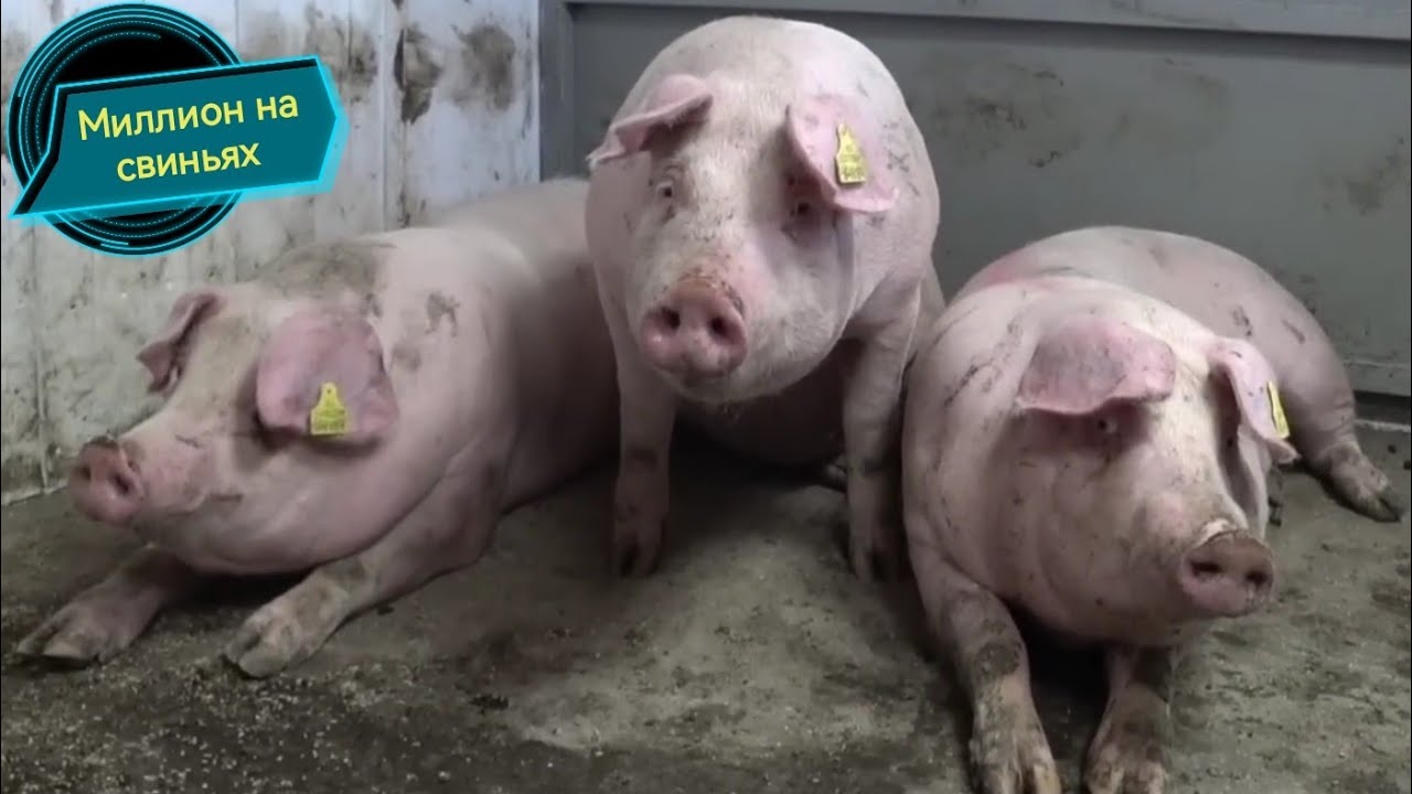 ‼️Привезли новое поголовье‼️свиньи как бизнес‼️