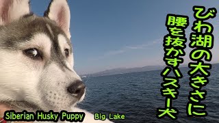 初めてびわ湖を見てあまりのでかさに腰を抜かすハスキー犬がかわいい Husky Puppy Youtube