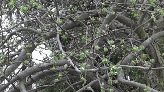 Pruning A Mighty Ugly Apple Tree