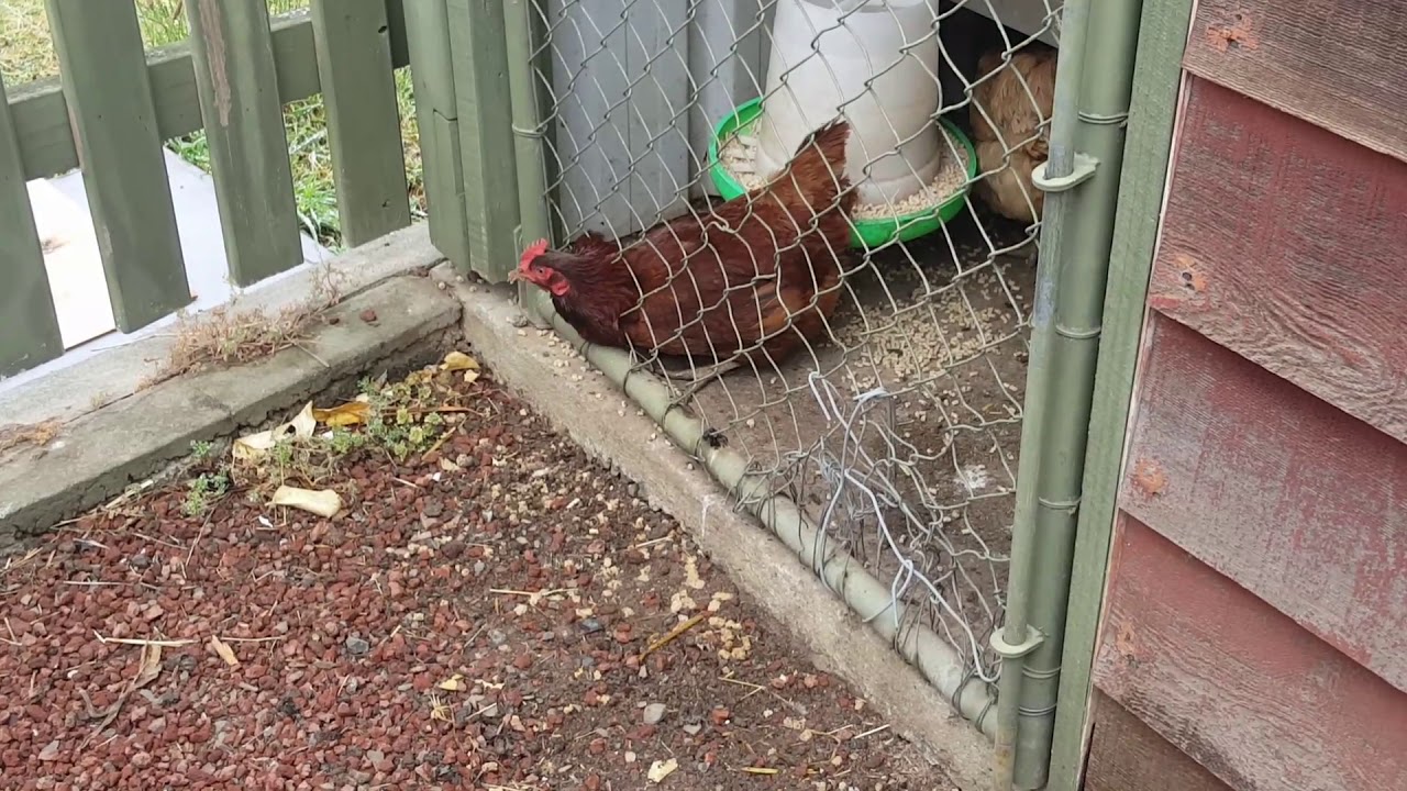 Chickens with long necks. They stick their necks out to get some wet