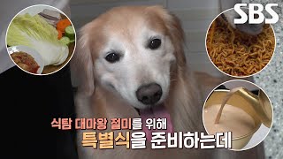 식탐 많은 모델견 인절미 위한 특별식 코스 요리★ by SBS STORY 32 views 9 hours ago 2 minutes, 57 seconds