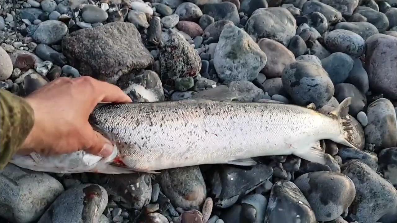Морская форель с первого заброса - YouTube