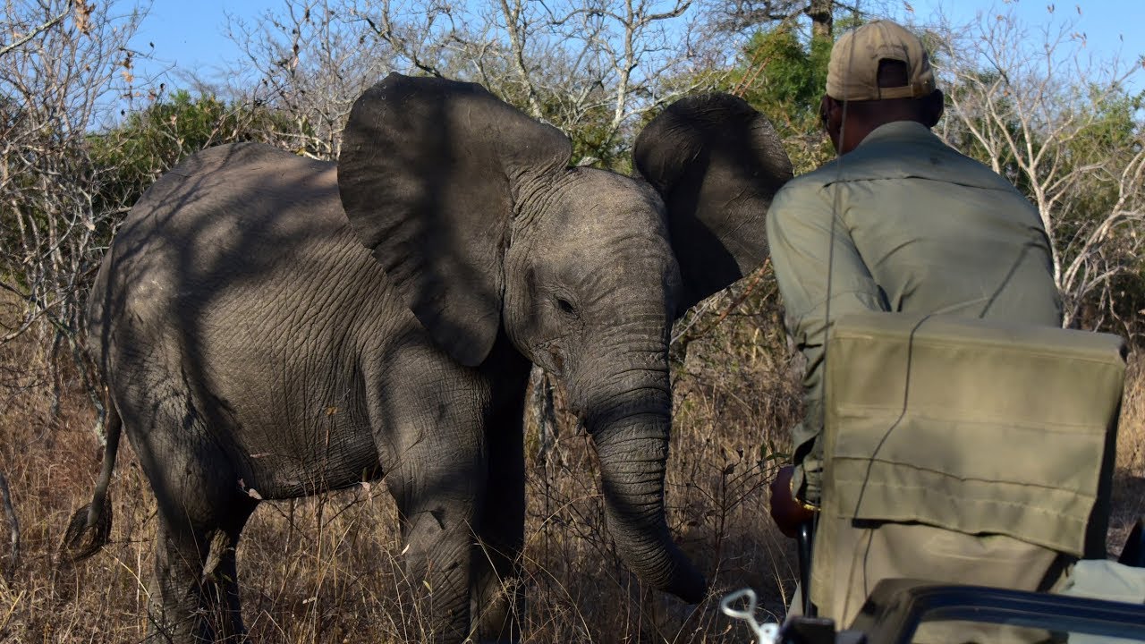 Young Elephant with Attitude