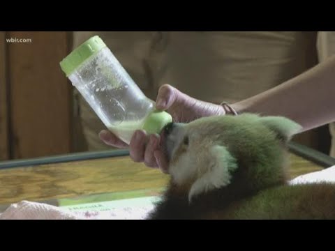 OKC Zoo launches live red panda cam