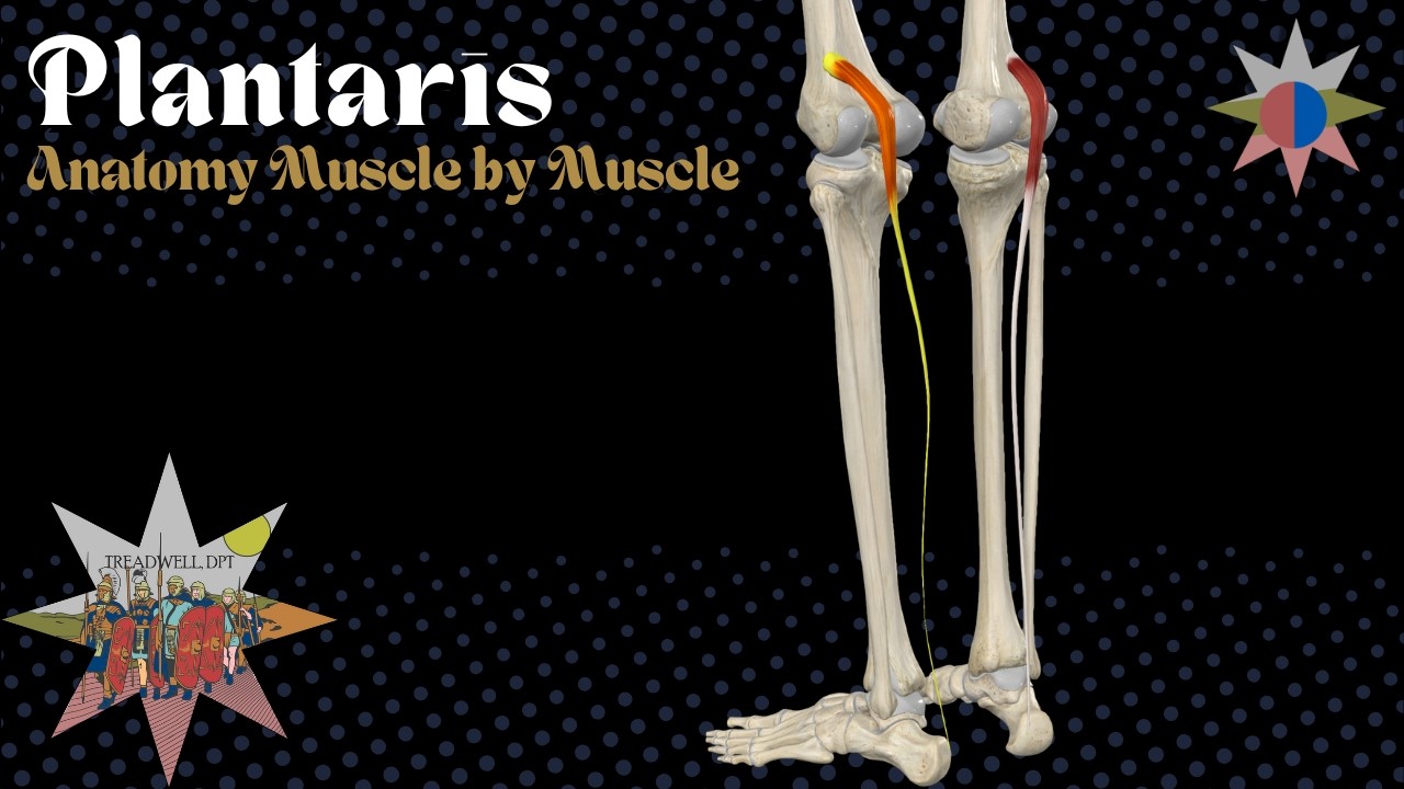 Plantaris Muscle Explained | Anatomy, Function & Achilles Pain Connection