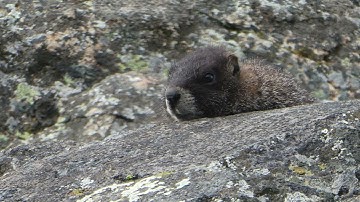 Alpine Animals: Is Hibernation Like Sleeping?