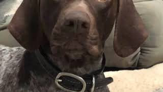 German Shorthaired Pointer whining