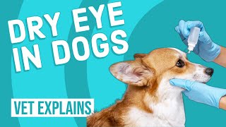 Dry Eye in Dogs