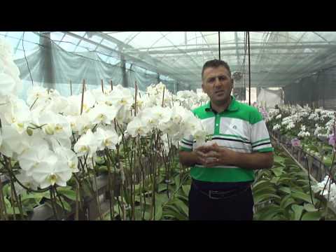 ORKİDE YETİŞTİRİCİLİĞİ CULTIVATION OF PHALAENOPSIS ORCHIDS