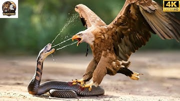Eagle vs Cobra – The Confrontation Between Two Apex Predators!