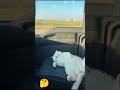 Living on the Road with 5 Furry Friends | Travel Vlog।#VanLife #CatLover #RoadTr #PetTravel #CarLife