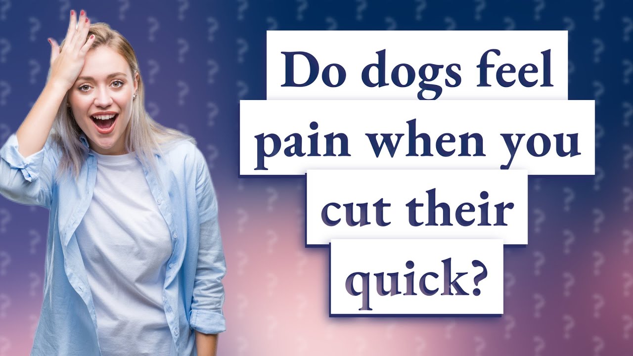 Do Dogs Feel Pain When You Cut Their Quick YouTube Do Dogs Feel Pain When You Cut Their Quick YouTube