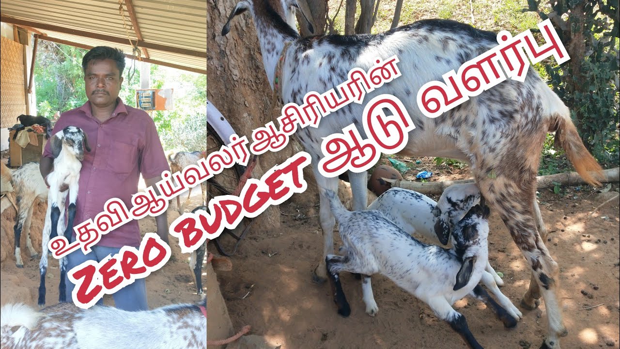 உதவி ஆய்வலர் ஆசிரியரின் கொடி ஆடு வளர்ப்பு அனுபவம் #kodiaadu #goat #smallfarm #goatfarming