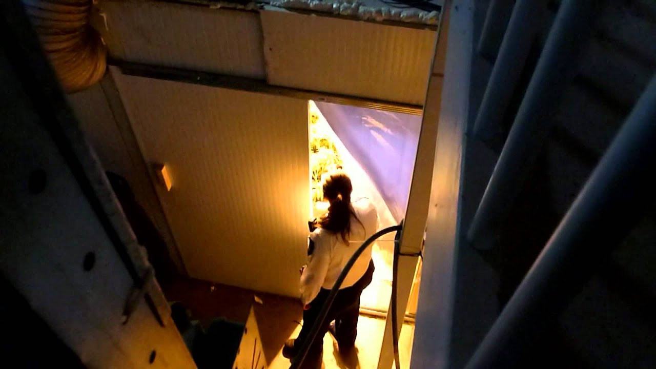 Uitzonderlijk grote hennepkwekerij vossenberg youtube Grot bouwen de kwekerij