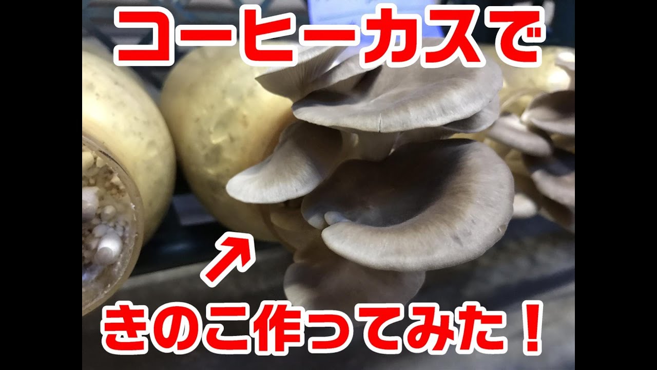 コーヒーかすを利用したキノコ栽培の様子