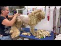 25 lbs of Disgusting Hair Removed from Puppy Mill Survivors in TWO Days!