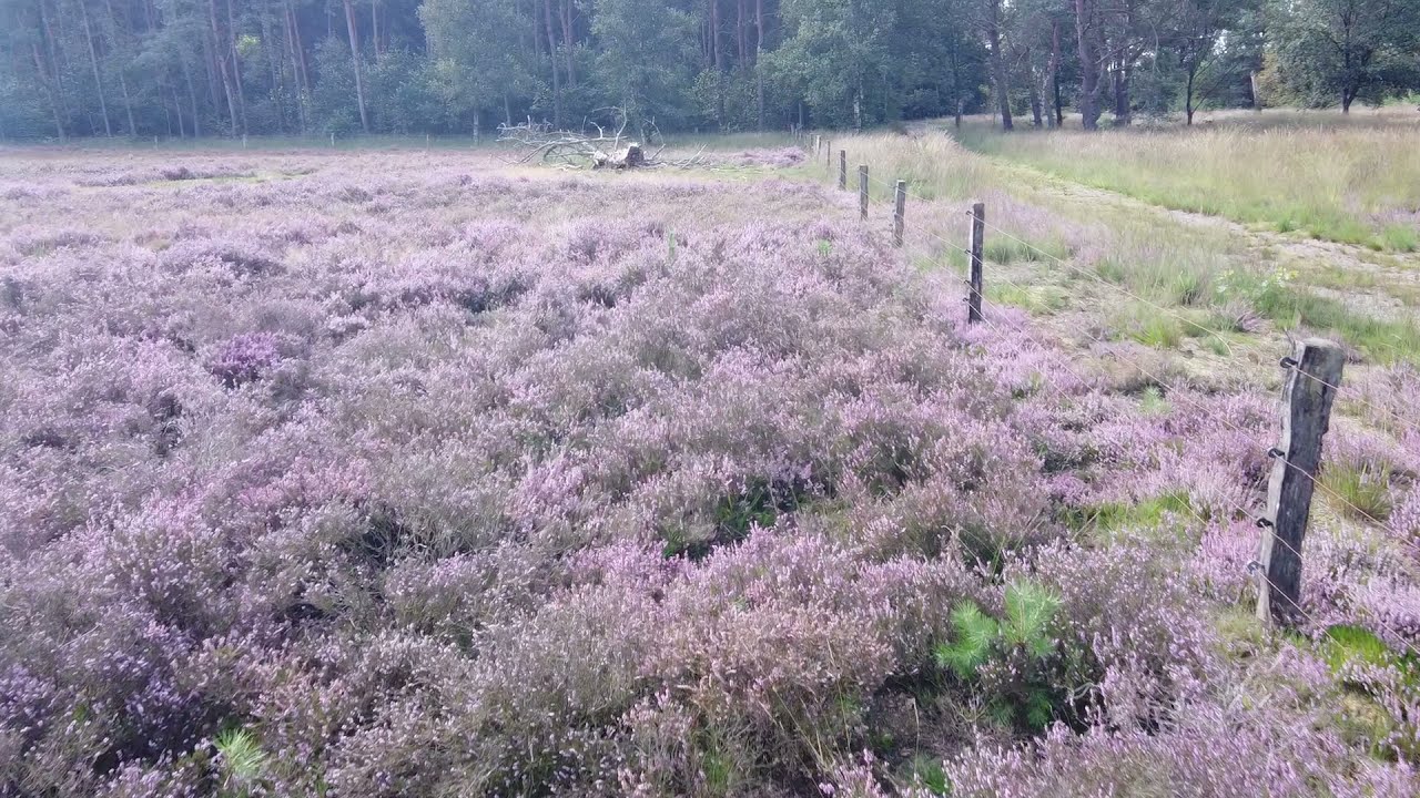 Drone Impressie Natuurbegraafplaats Hoogengraven 2021