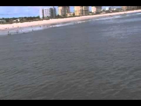 MANTA RAYAS EN LA COSTA DE FLORIDA POR EDGAR PATTON.