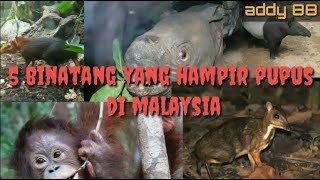 5 Binatang Yang Hampir Pupus Di Malaysia Youtube