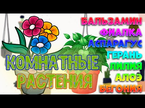 Учим комнатные растения.