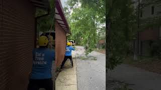 Dead Branch Removal In Hyattsville, Md