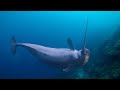 Weekly Wildlife: Narwhals and Nilgai