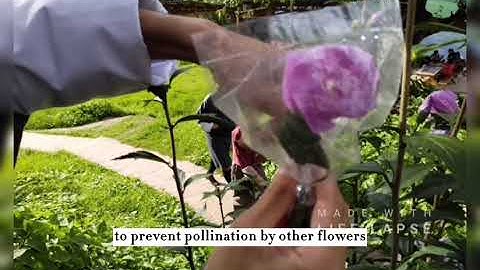 Controlled Pollination- Emasculation, Bagging and Tagging
