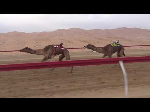 الشوط5 جباره للسيد محمد سالم خلفان المنصوري توقيت 9 48 66