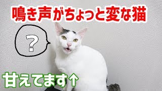鳴き声がちょっと変な甘えん坊な猫