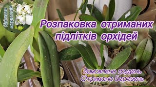 Розпаковка отриманих підлітків орхідей від Орхідеї світу. Чесний відгук. #орхідеї #фаленопсис #пелор