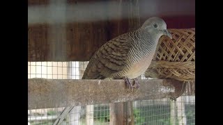 DENGKURAN PERKUTUT JAWA