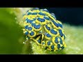 "Nudibranchs in Motion" - Wonderful Diving in Tulamben, Bali Indonesia 2019 (4K-Video)