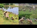 Fighting between two langoors flocks during feeding || भोजन के दौरान दो लंगूर भेड़ के बीच लड़ाई