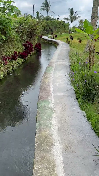 Disini airnya jernih banget, adem banget, seger banget… Ini di area Jatiluwih, Tabanan-Bali.