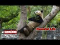 【Super Panda】Episode 332 How Pandas Live Harmoniously Together | iPanda