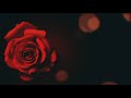 RED ROSE BACKGROUND FOR VALENTINES DAY , LOVE, ROMANTIC, WEEDING ,   COPYRIGHT FREE  VIDEO