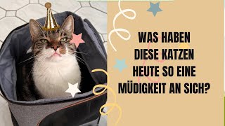 Gähnende, müde Katzen und ein Geburtstagskind 🎉