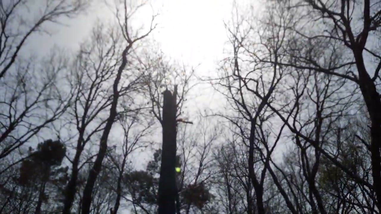 palombe.org - Démarrage des plantations de peupliers à la palombière