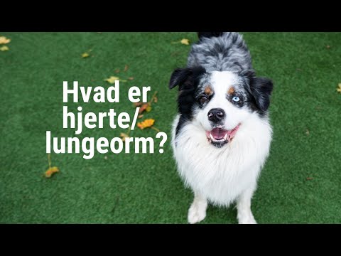 Video: Sådan Behandles Orme Hos Hunde