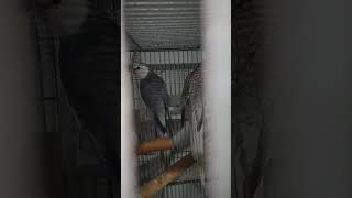 Our birds Flock by Alis Flock 52 views 1 year ago 1 minute, 38 seconds