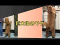 ほぼ中型犬の小型犬【デカキャバプー】