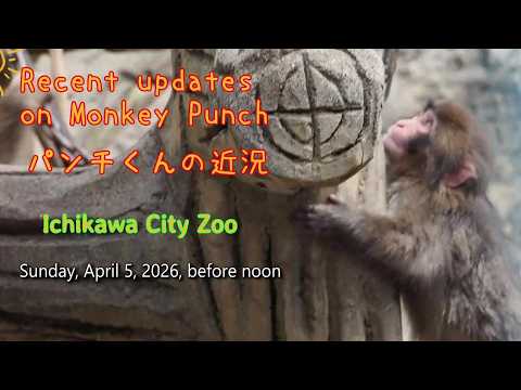 Punch-kun, before noon on 5/4 - YouTube