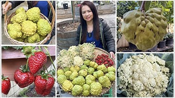 Hái mãng cầu đợt 2, dâu tây chín đỏ mộng, bông cải trắng sau vườn ở Úc/Sang La Úc Châu