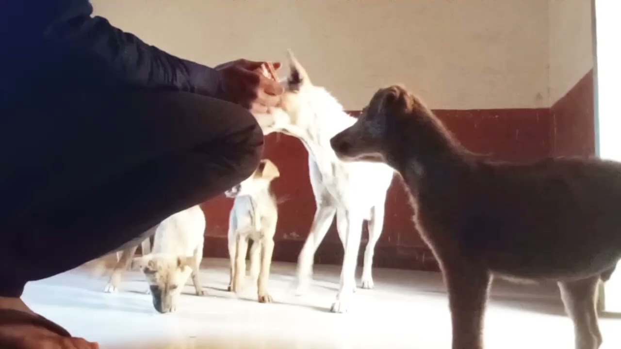 Helping Stray Dogs Who Had No One ❤️