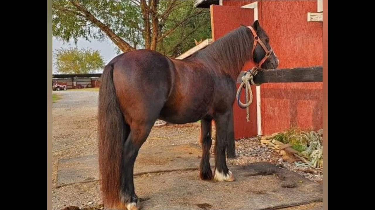 Toad the Wonder Pony YouTube