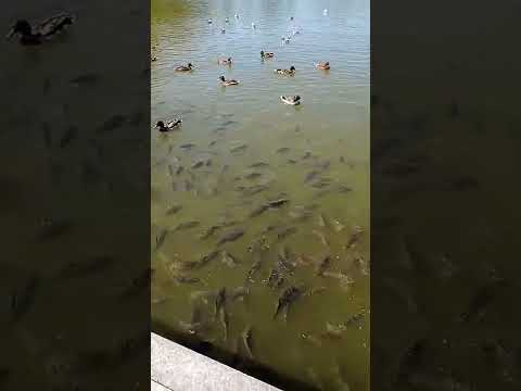 Video: Kolam Ivanovsky di mana itu? Memancing di kolam Ivanovsky