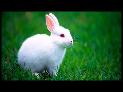 tavşan sesi