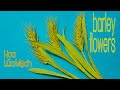 Cách làm hoa lúa mạch | how to make barley flowers | Moc Handmade